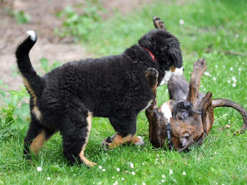 Welpenflut auf der einen, traurige Hunde auf der anderen Seite. So will die PETA Tierheimhunde retten.