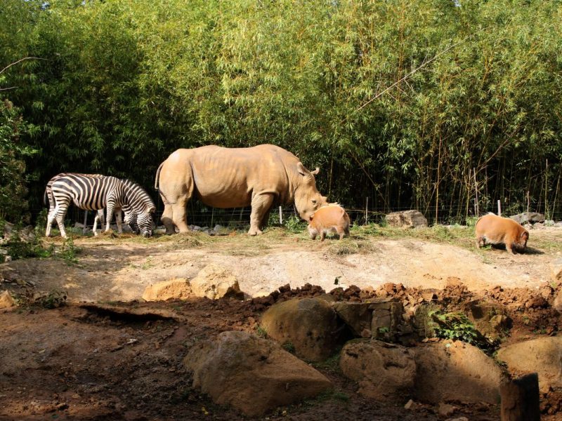 Zoo in NRW: Tier mit blauer Farbe angemalt