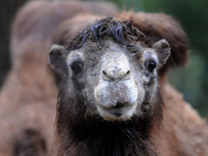Trampeltier aus dem Zoo Dortmund