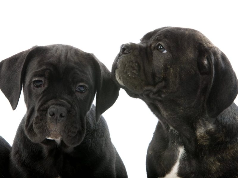 Ein Tierheim NRW muss todkranke Hunde-Welpen aufnehmen. Der Grund für die Krankheit der Hunde zerreißt allen das Herz.