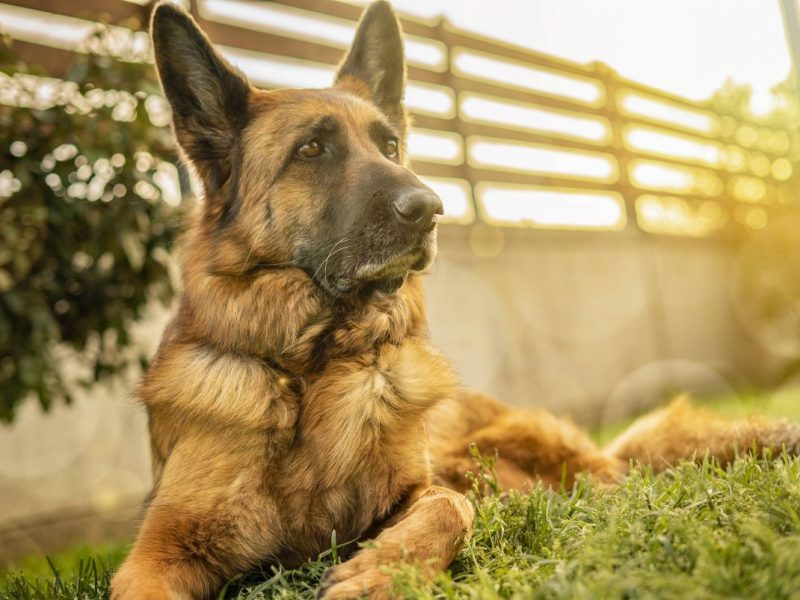 Tierheim Bochum wollte gerade anfangen, seinen Hund Jürgen zu vermitteln. Dann folgte die große Überraschung.