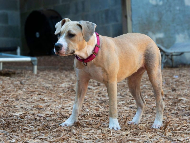 Tierheim in Bochum hat einen Betrüger überführt, der angeblich einen ausgesetzten Hund gefunden hat. (Symbolfoto)