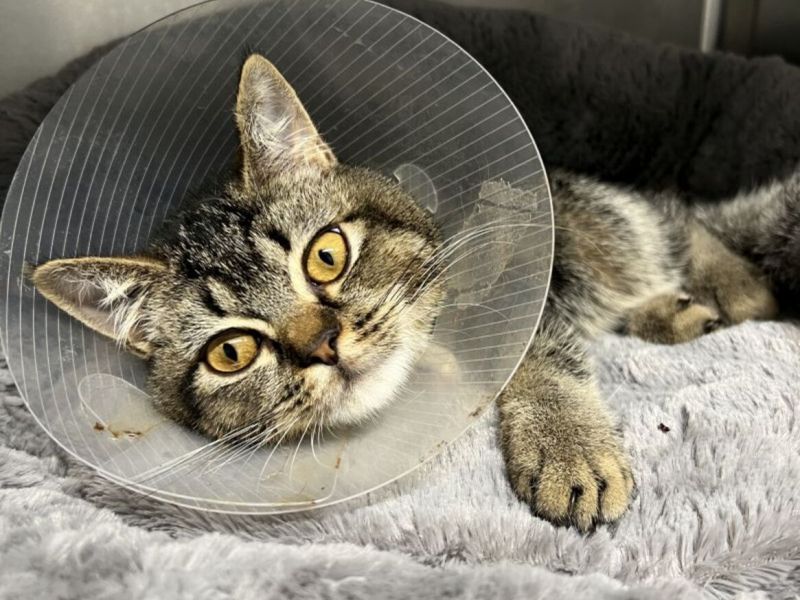 NRW: Kater kommt ins Tierheim und schockiert die Mitarbeitenden