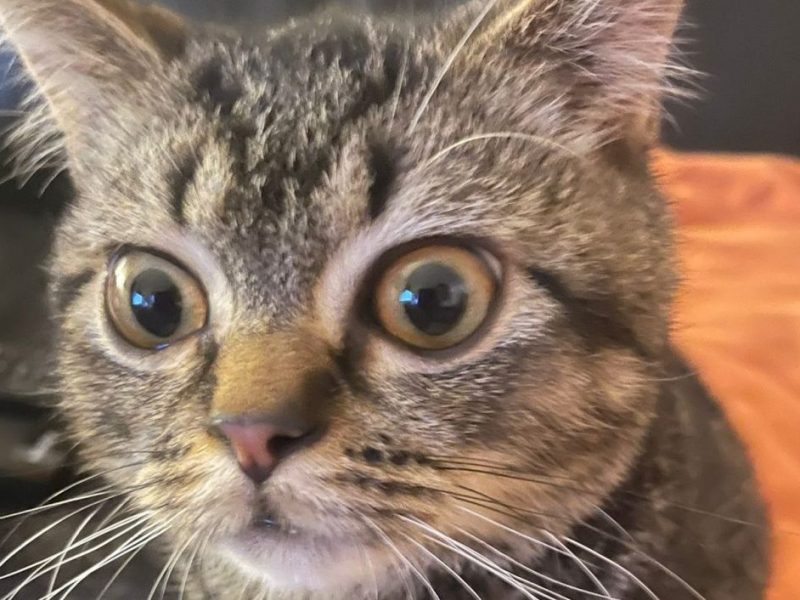 Kater Karlchen aus dem Tierheim Bergheim (NRW)