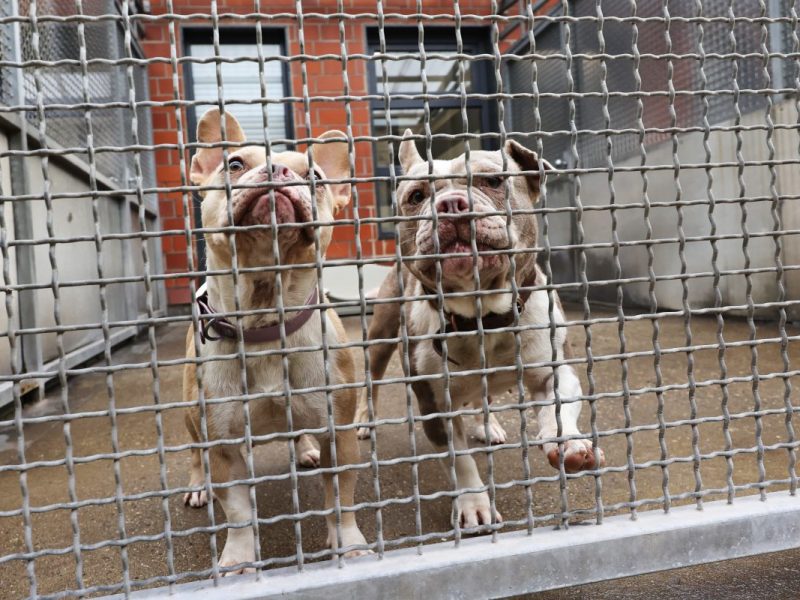 Hunde im Tierheim Essen
