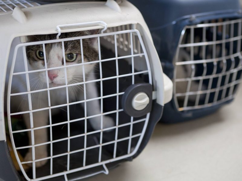 Der Inhalt einer Transportbox sorgt in einem Tierheim in NRW für Wirbel. (Symbolfoto)