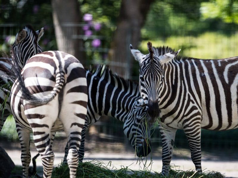 Überraschung bei den Zebras im Zoo Dortmund.