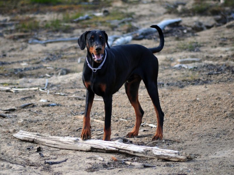 Hund in NRW: Zwiebel findet über 