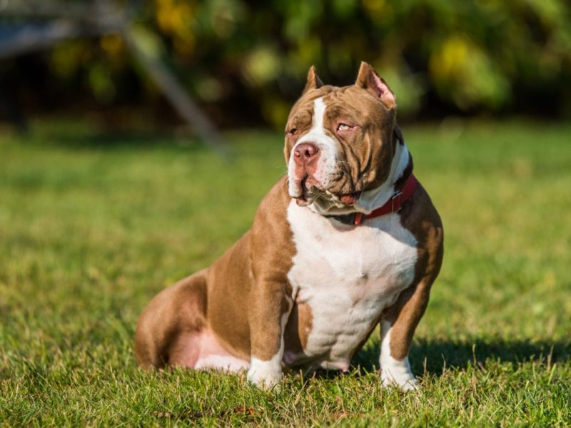 Ein Hund in NRW leidet schreckliche Qualen (Symbolbild).