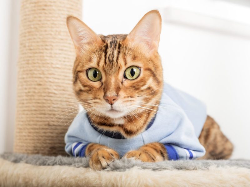 Tierheim in NRW bekommt herzzerreißende Post mit tollem Inhalt.