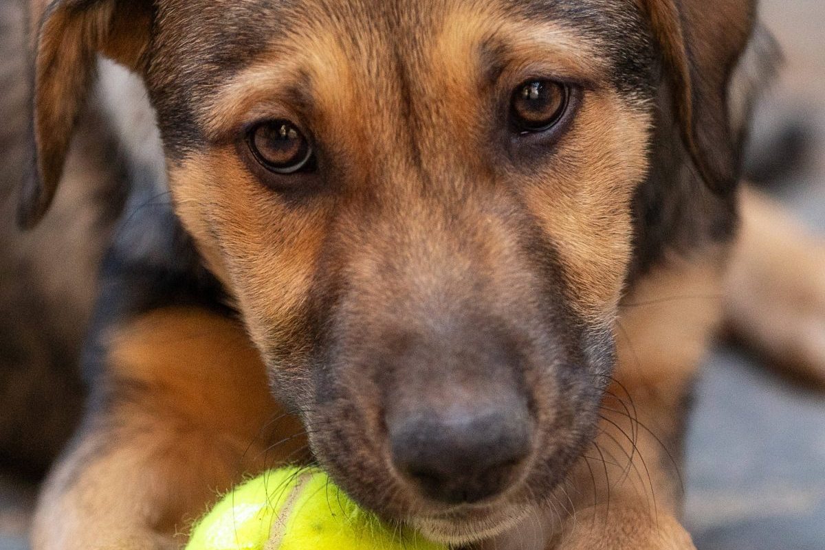 Tierheim in NRW trauert um einen ganz besonderen Langzeitgast namens