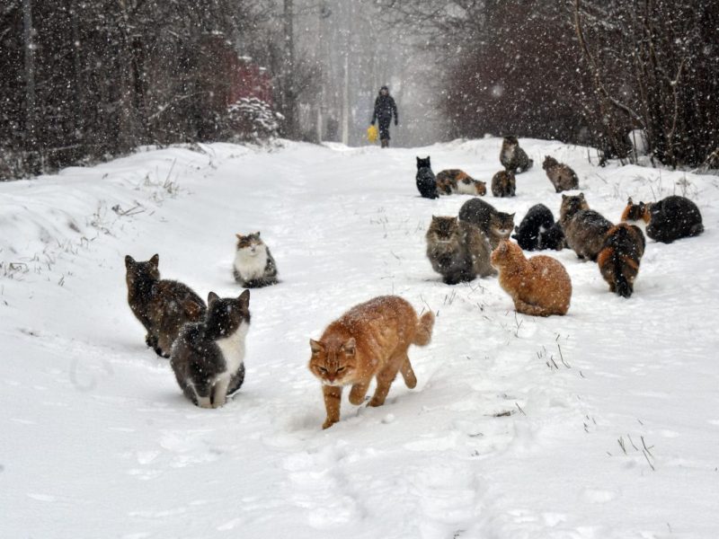 In Ukraine-Krieg kommen jetzt auch Katzen zum Einsatz.