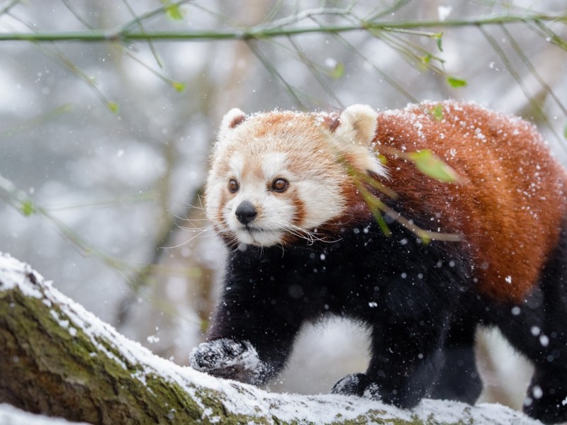Zoo Duisburg: Geänderte Öffnungszeiten an den Weihnachtstagen.