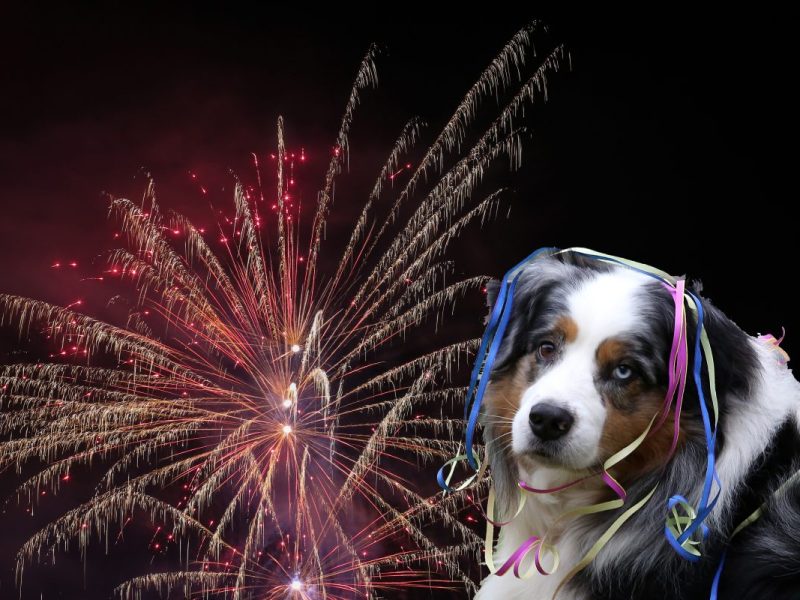 Hunde-Besitzerin im Ruhrgebiet ärgert sich über Böller-Chaoten.