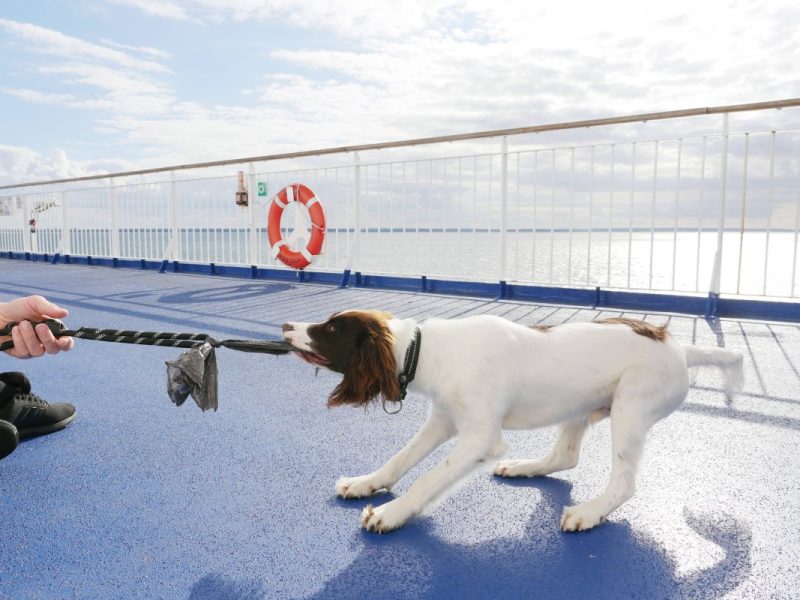 An Deck von einem Schiff sieht man den Arm von einer Person, welche Tauziehen mit einem Hund spielt. Der Hund ist weiß und hat braune Ohren. Der Boden des Decks ist blau und im Hintergrund hängt ein orangener Rettungsring an der Reling.