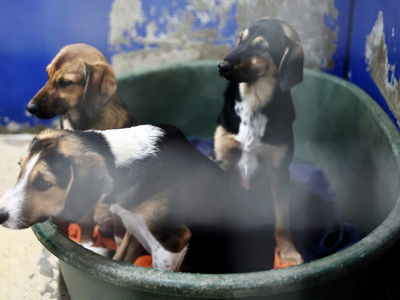 Tierheim in Moers vermittelt Hundewelpen