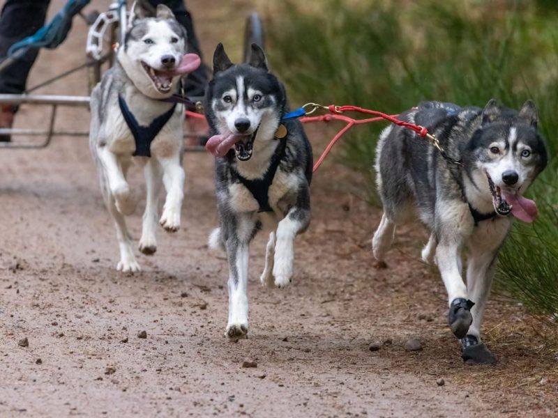 In Essen haben mehrere Huskys eine Katze getötet.