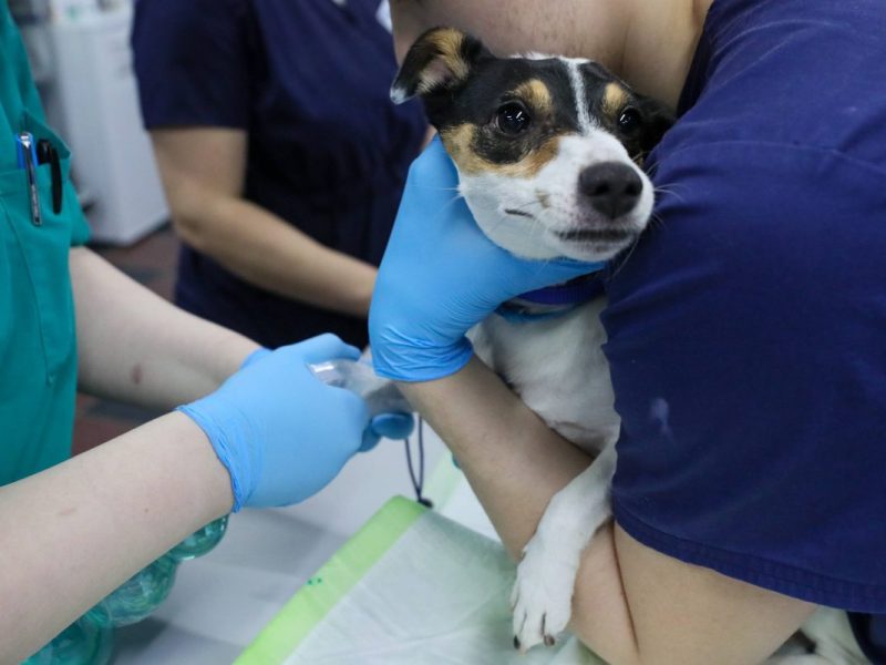 Tierheim Bochum Tierarzt