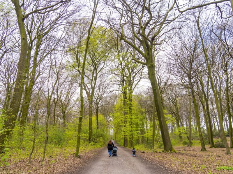 Mülheim: Pilz-Sammler macht erstaunlichen Fund.