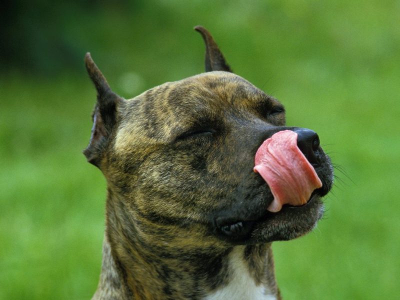 Hund in NRW wird aus schlimmen Verhältnissen befreit. Doch dann kommt es zur tödlichen Wende. (Symbolbild)