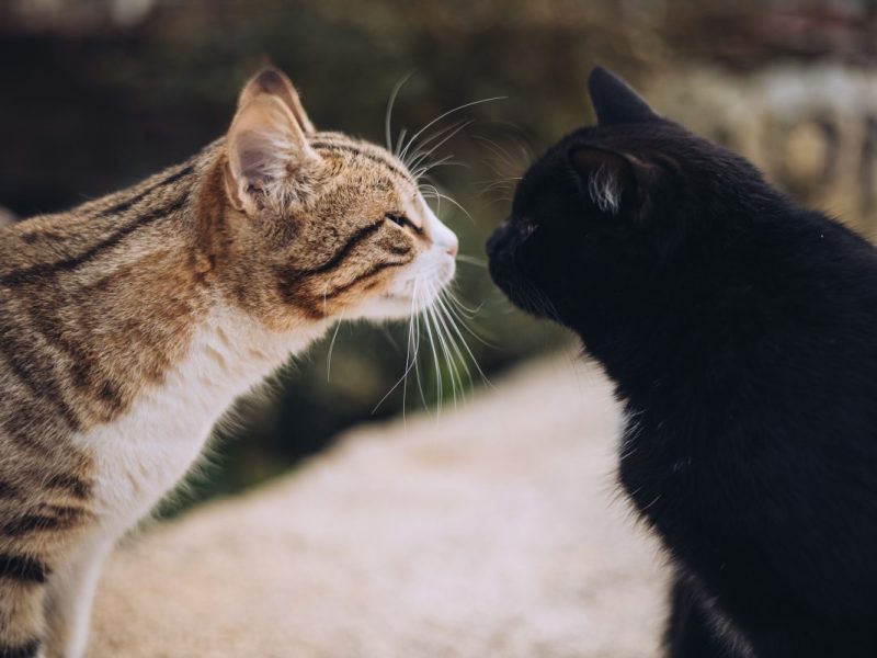 Tierheim in NRW hofft auf ein Weihnachtswunder.