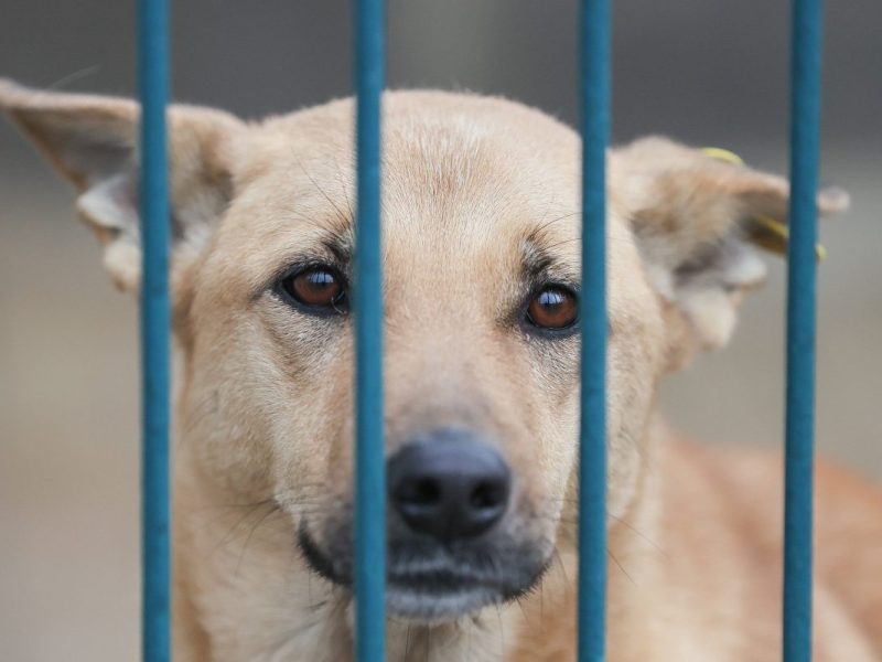 Tierheim in NRW: Viele Hunde sind aktuell in Panik (Symbolbild).