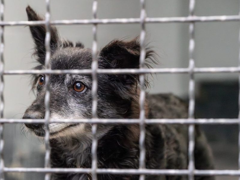 NRW-Tierheim nimmt Albino-Frettchen auf. Der Vierbeiner steckte in einer Glasflasche fest.