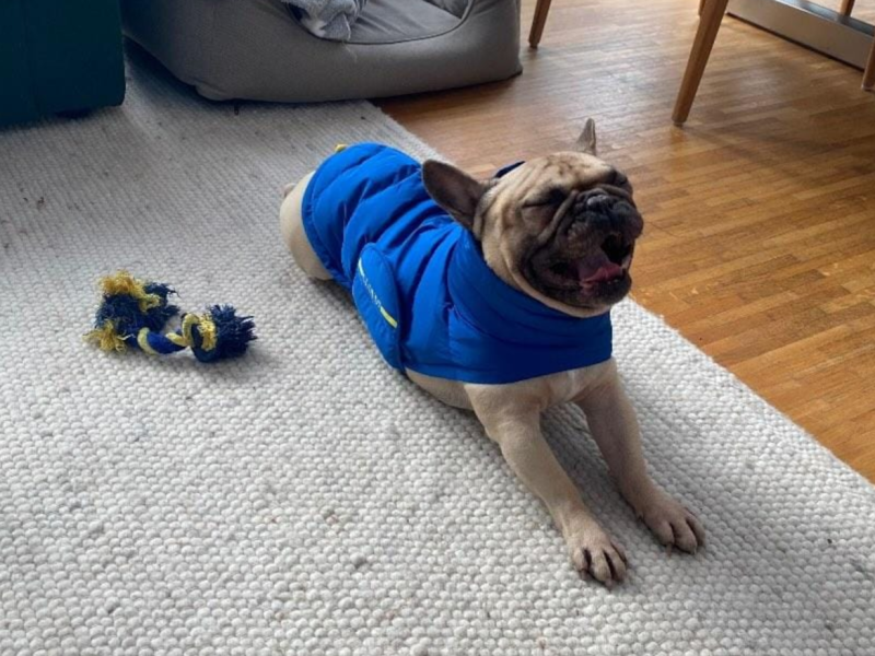 Tierheim NRW Frenchie