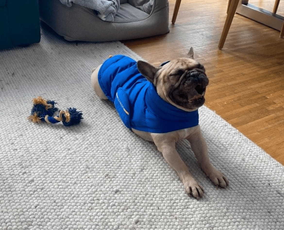 Tierheim NRW Frenchie