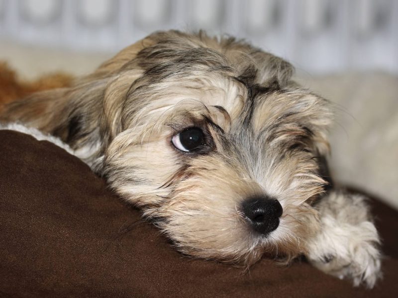 Dieses Schicksal bricht einem das Herz! Ein kleiner Vierbeiner sucht im Tierheim Essen nach einer schweren Zeit nun ein neues Herrchen.