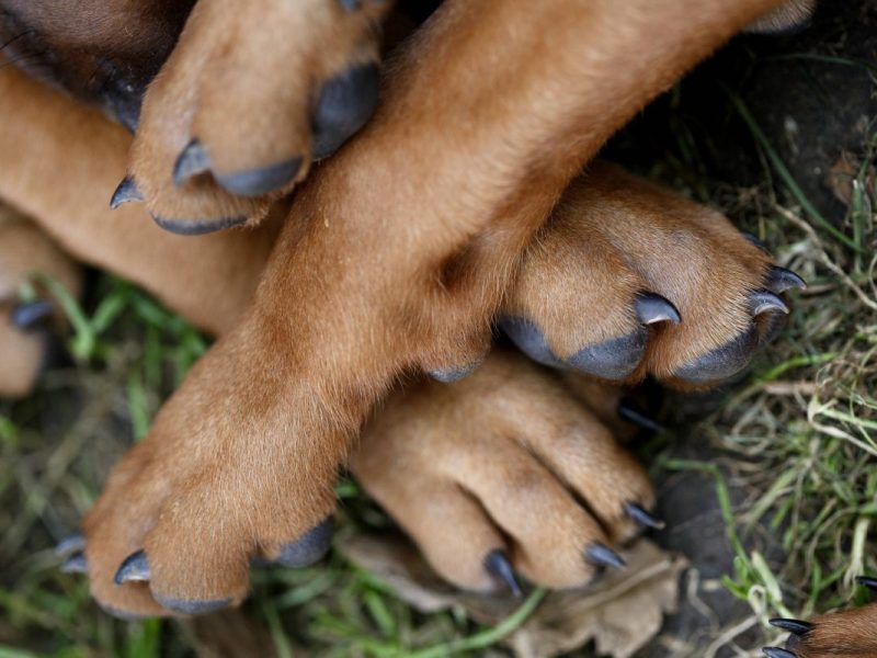 Ein Spaziergänger aus NRW fand 5 tote Hunde.