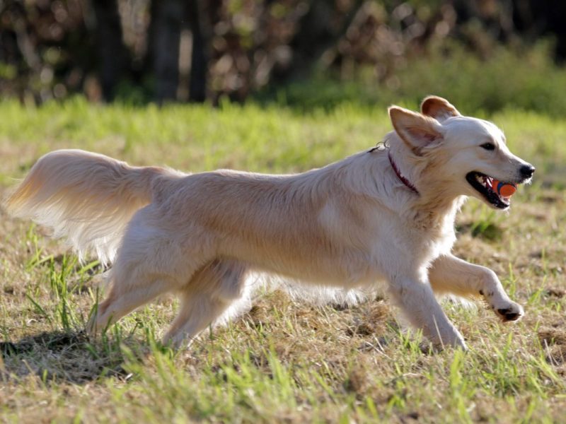 Hund erlebt echten Albtraum.