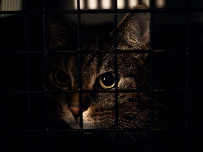 Das Tierheim Duisburg machte einen grausamen Fund nach Silvester.