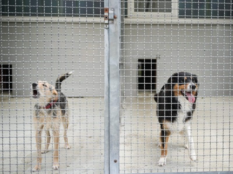 Das Tierheim Bochum hat einen rührenden Brief bekommen.