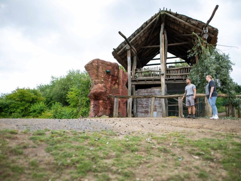 Im Zoom Gelsenkirchen gibt es niedlichen Nachwuchs