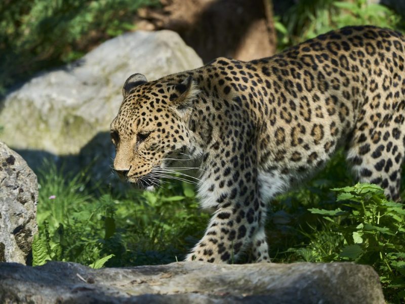 NRW-Zoo: Spar-Angebot für schnelle Besucher