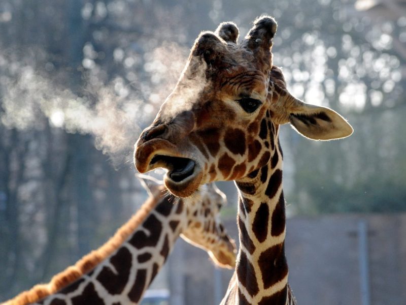 Giraffen