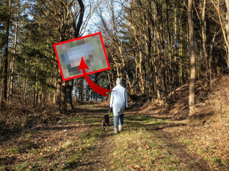 NRW Meerschweinchen Karton