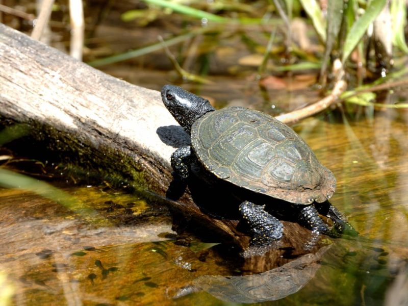Dieser Zoo in NRW macht eine Ankündigung, über die sich viele freuen werden.