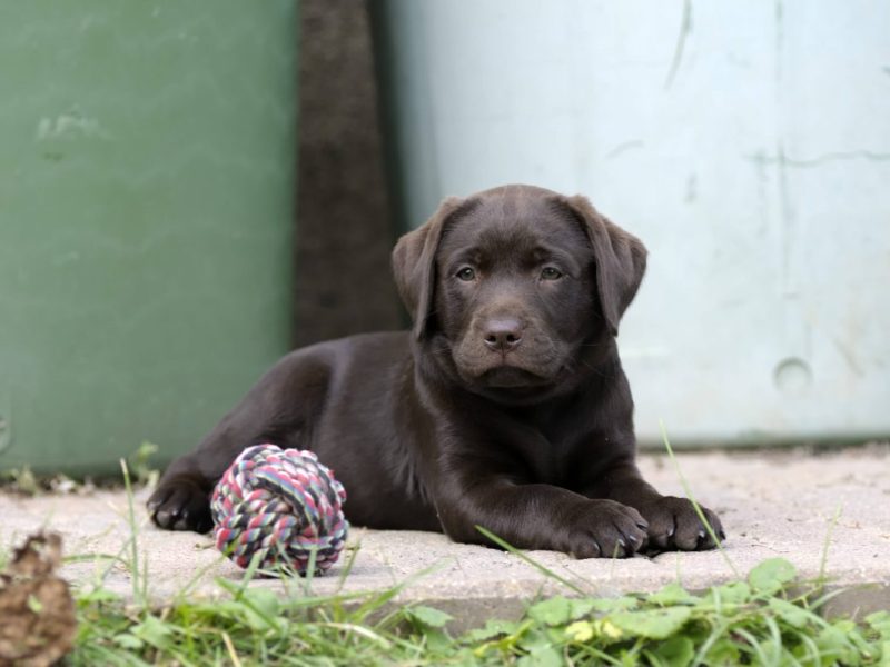 Dieser Hund in NRW hatte keinen einfachen Start.