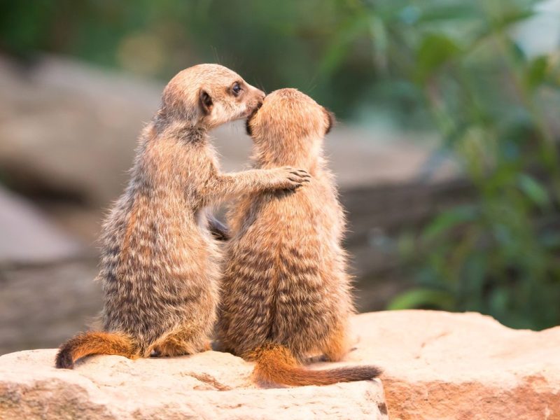 Im Zoo Wuppertal gibt es Neuzugänge, die es in sich haben.