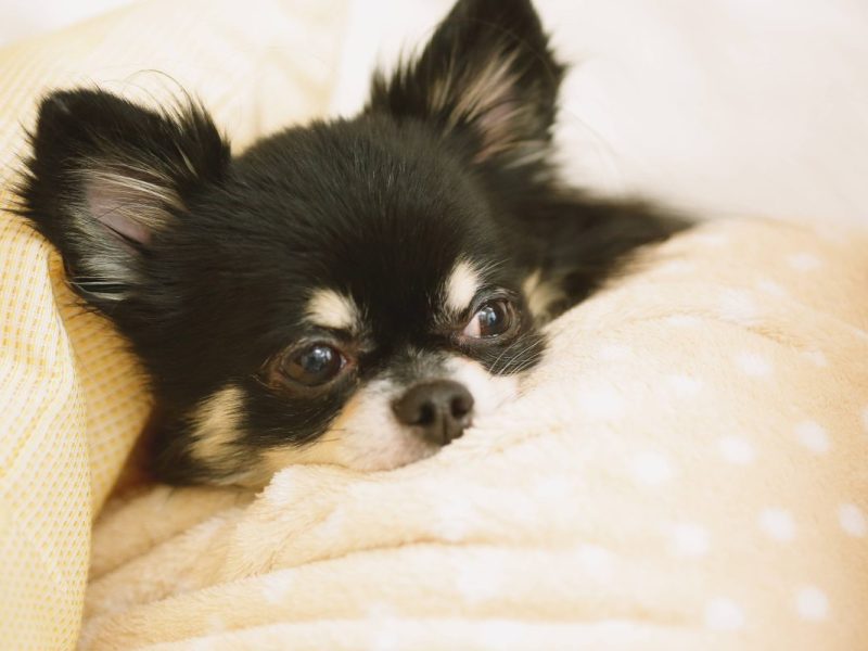 Nachdem diese verwahrlosten Hunde in Dortmund gerettet wurden, gibt es nun neue Bilder.