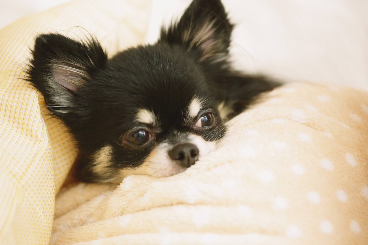 Nachdem diese verwahrlosten Hunde in Dortmund gerettet wurden, gibt es nun neue Bilder.