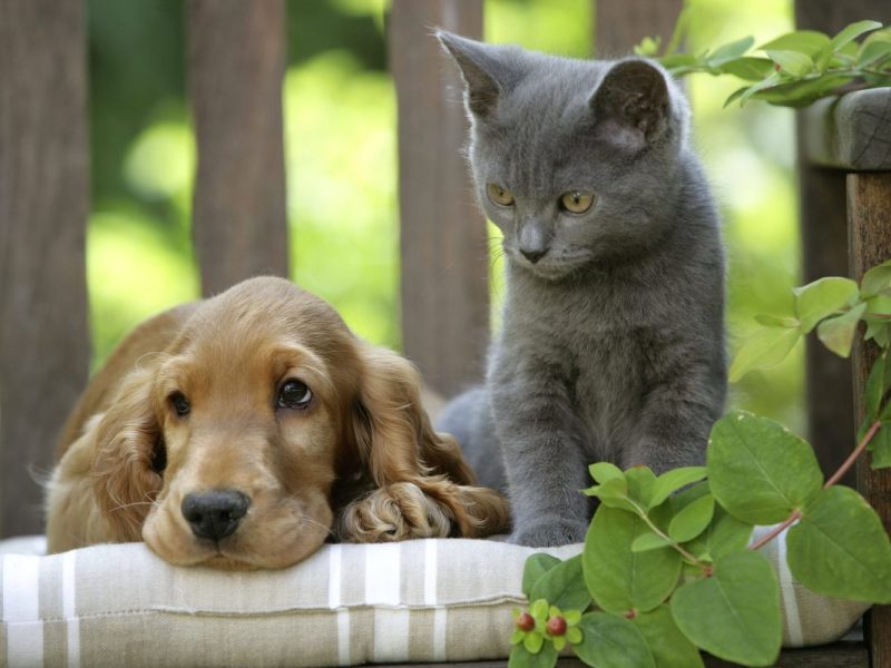 Hund und Katze