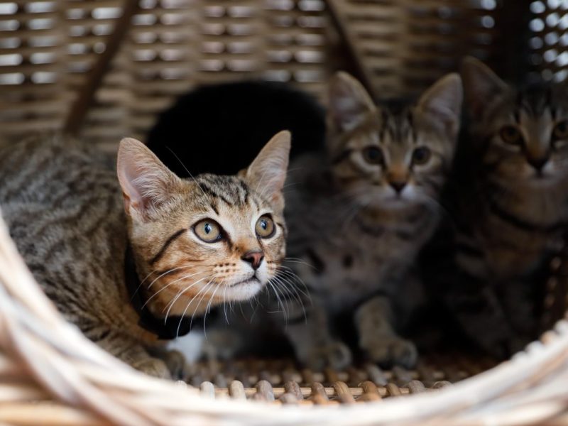 In NRW wurden Kätzchen vor dem sicheren Tod gerettet.