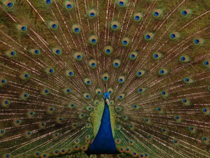 Stadt in NRW hat einem Pfauen-Problem zu kämpfen.