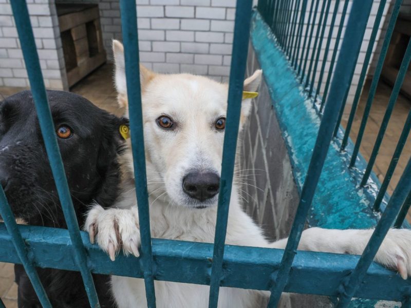 Hund in NRW-Tierheim bekommt neuen Look nach Verwahrlosung
