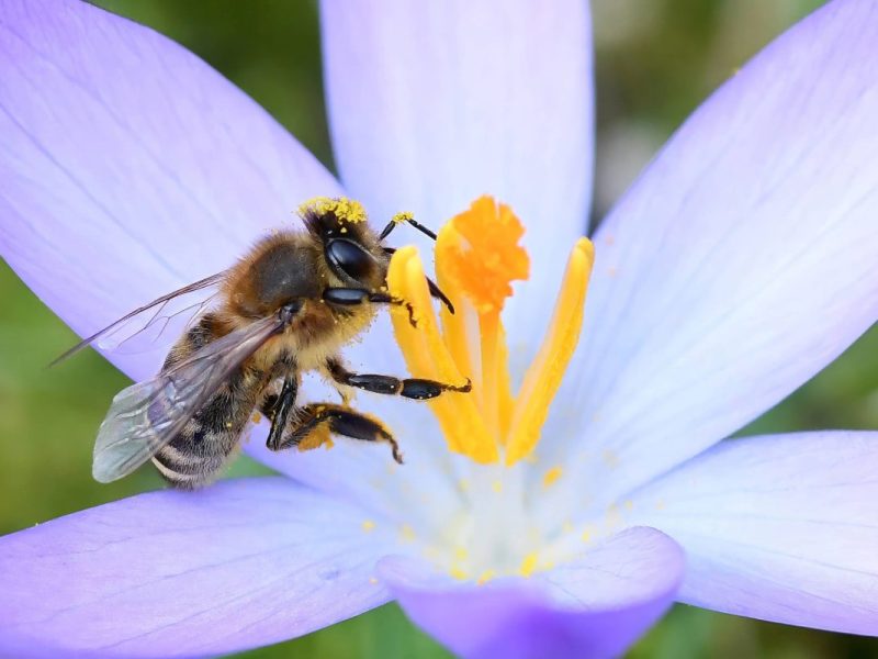 Wetter in NRW: Frühlingsvorboten, milde Temperaturen und Regen im Gepäck