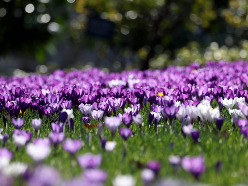 Das Wetter in NRW könnte kurz vor Frühling nochmal wechselhaft werden.