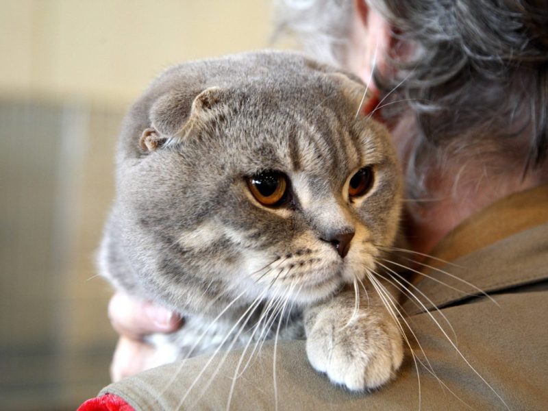 Die Mitarbeiter des Tierheims in NRW sprechen eine dringende Warnung an alle aus.